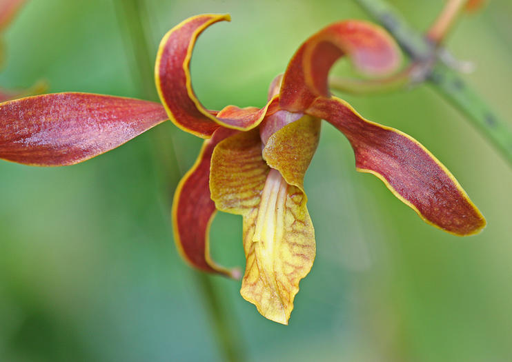 Carambola Botanical Gardens and Nature Trails